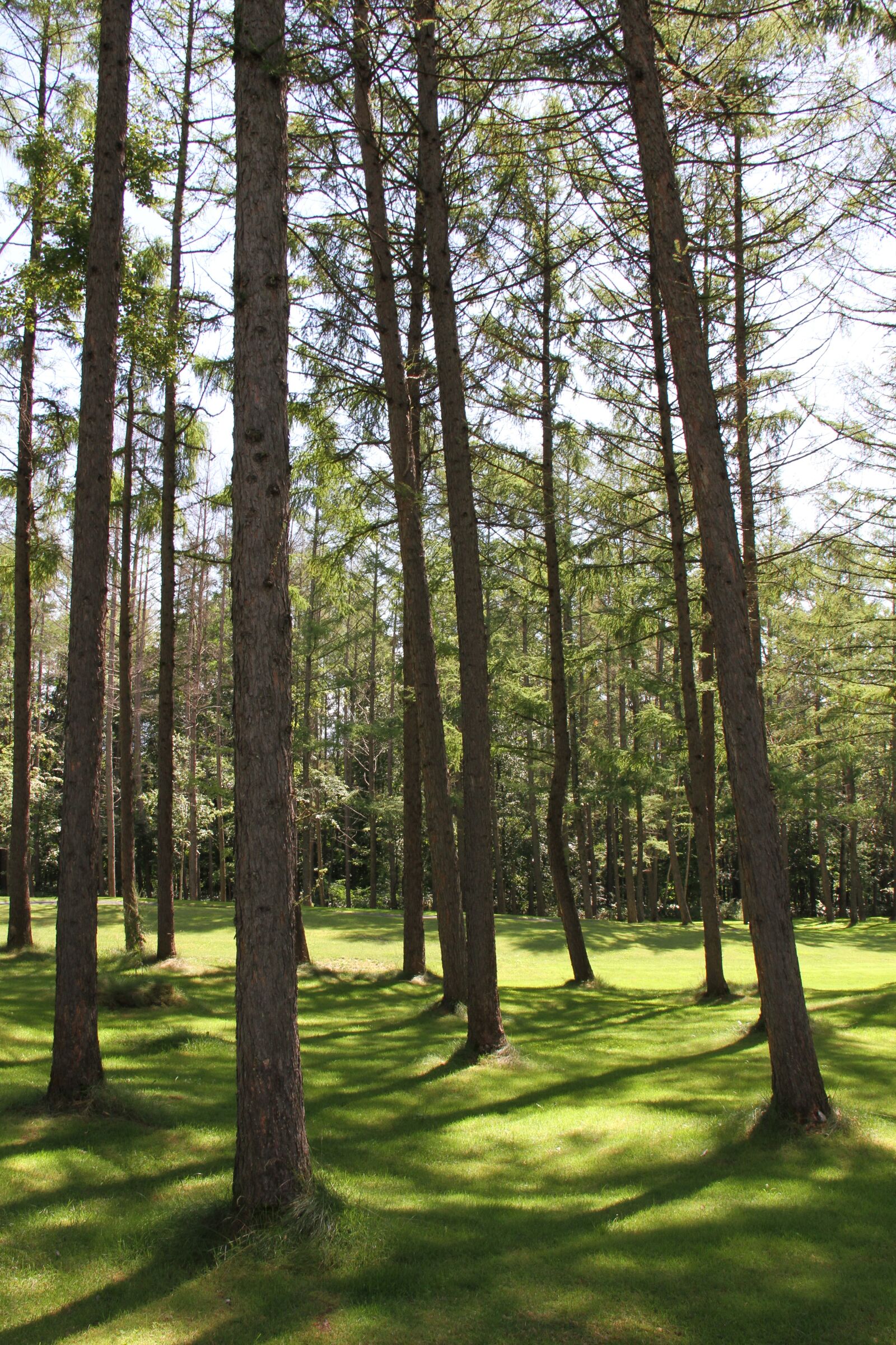 Canon EOS 7D sample photo. Woods, hokkaido, furano photography