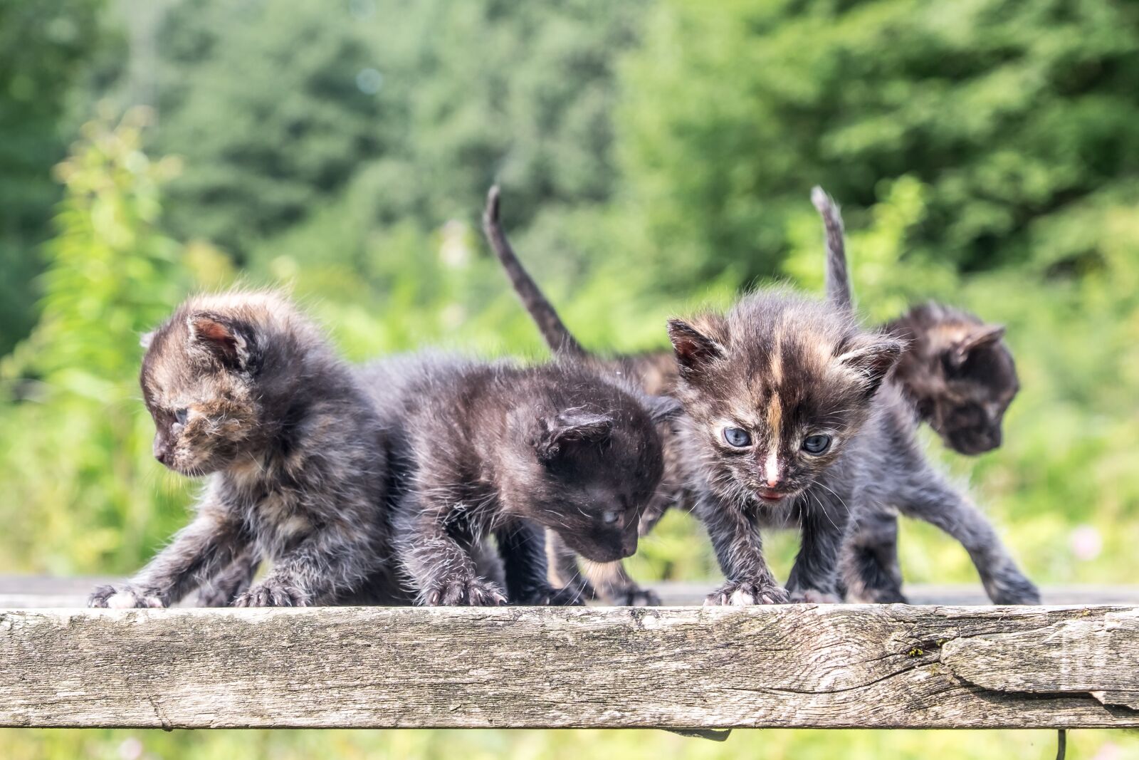 Fujifilm X-T1 sample photo. Funny, kittens, cute photography