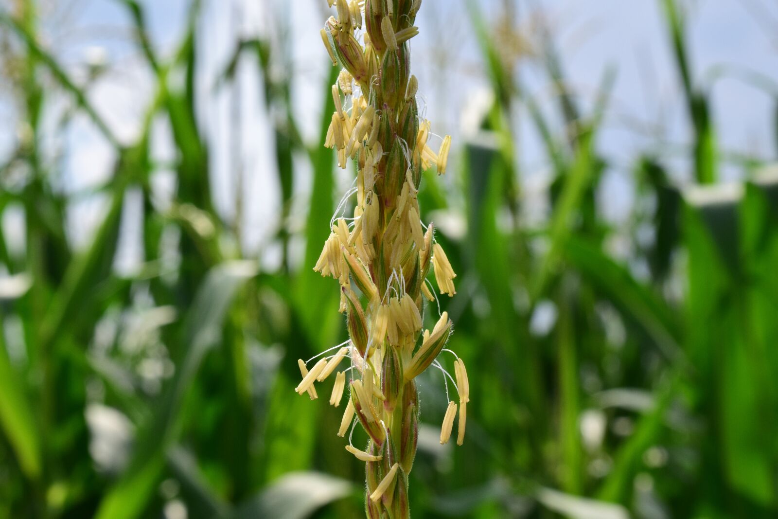 Nikon D3300 sample photo. Corn, corn flower, blooming photography