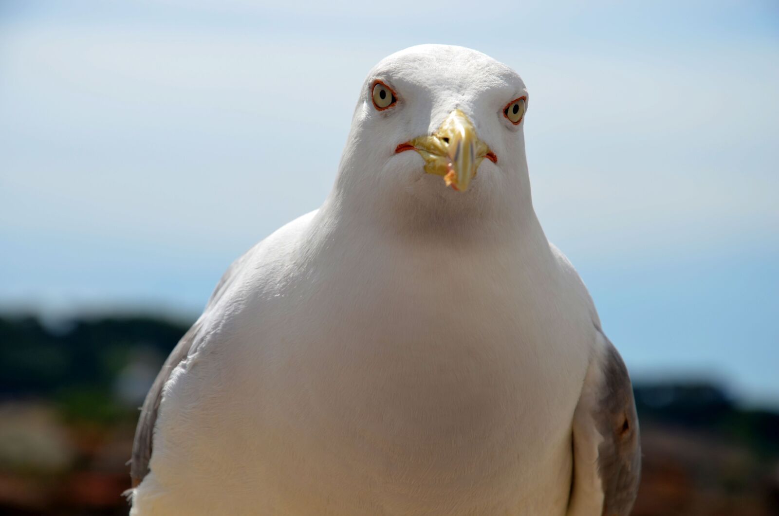 Nikon D7000 sample photo. Seagull, bird, rome photography