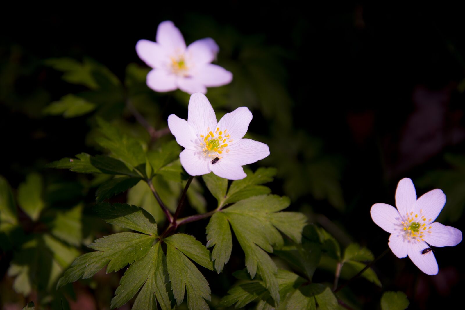 Nikon D7100 sample photo. Flowers, summer, forest photography