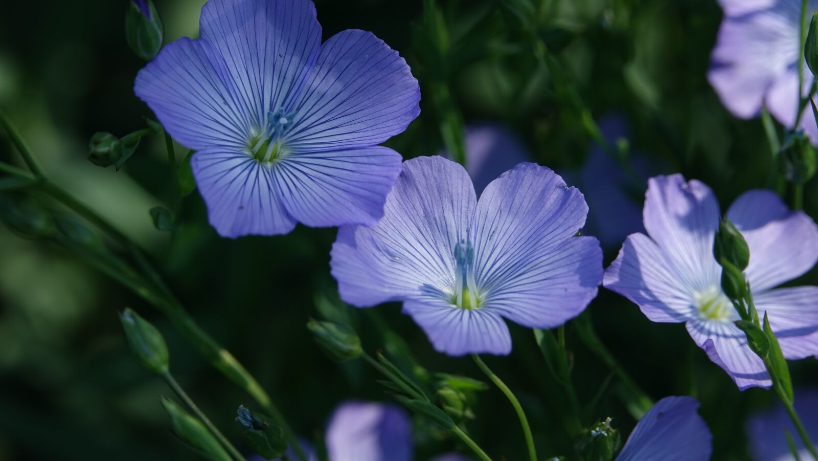 Sony Cyber-shot DSC-RX10 III sample photo. Fleur-de-lin, spring photography