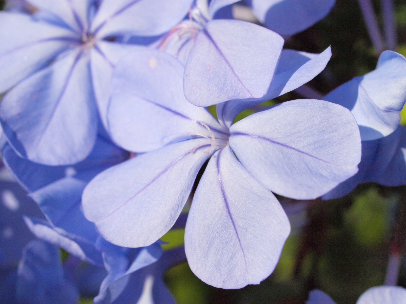 Olympus E-450 (EVOLT E-450) sample photo. Auriculata, plumbago, blossom photography