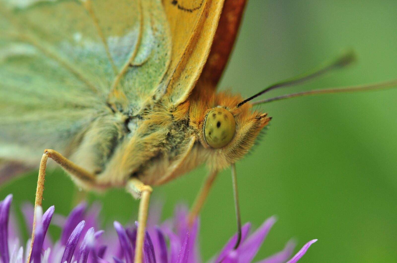 Nikon D5000 sample photo. Butterfly, fritillary, macro photography