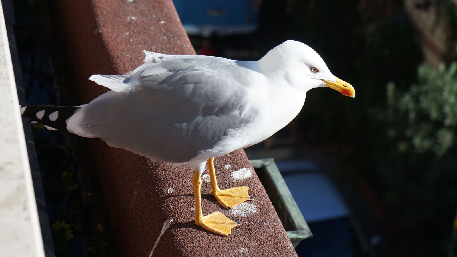 Sony a6000 + Sony Vario-Tessar T* E 16-70mm F4 ZA OSS sample photo. Seagull, bird, istanbul photography