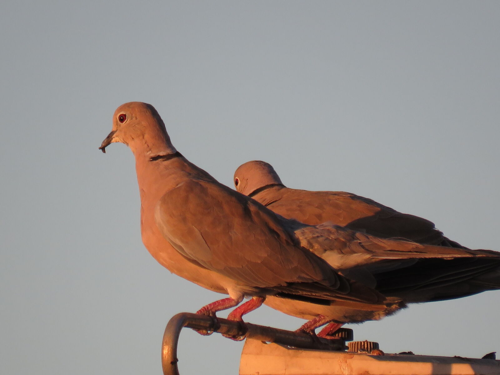 Canon PowerShot SX60 HS sample photo. The, birds photography