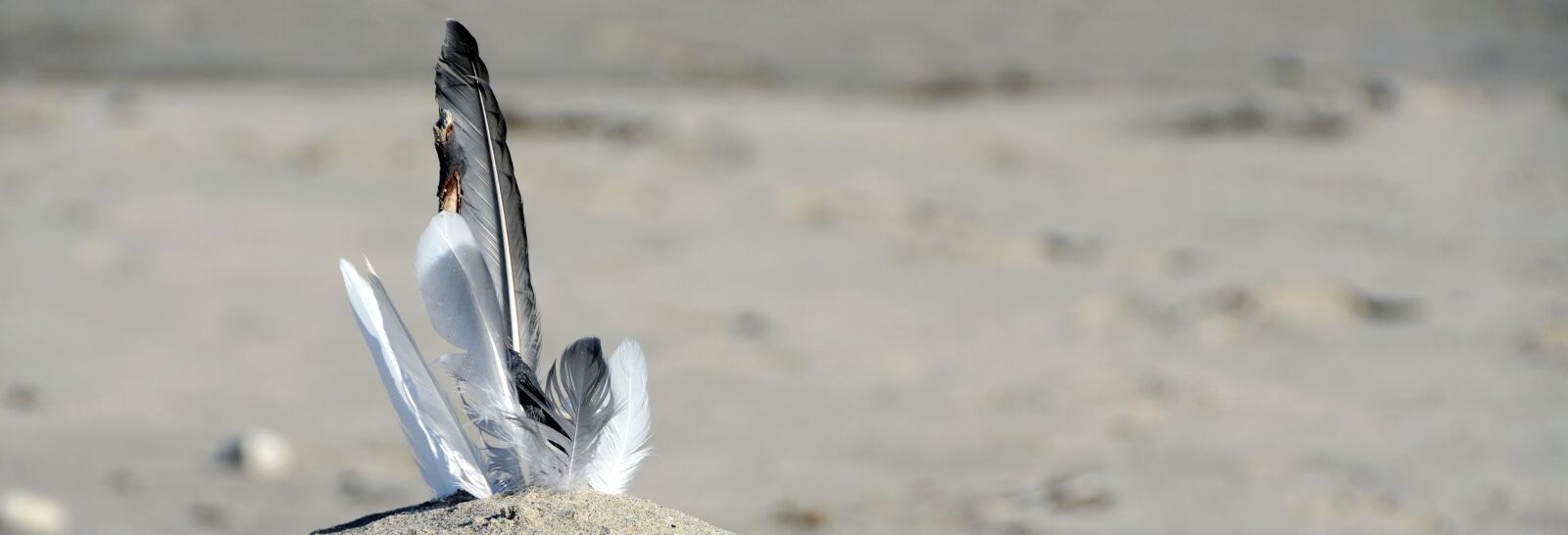 Nikon D7100 sample photo. Feather, gulls feathers, sand photography