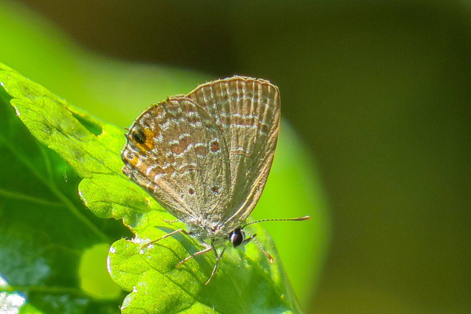 Canon PowerShot G3 X sample photo. Butterfly, beauty, insect photography