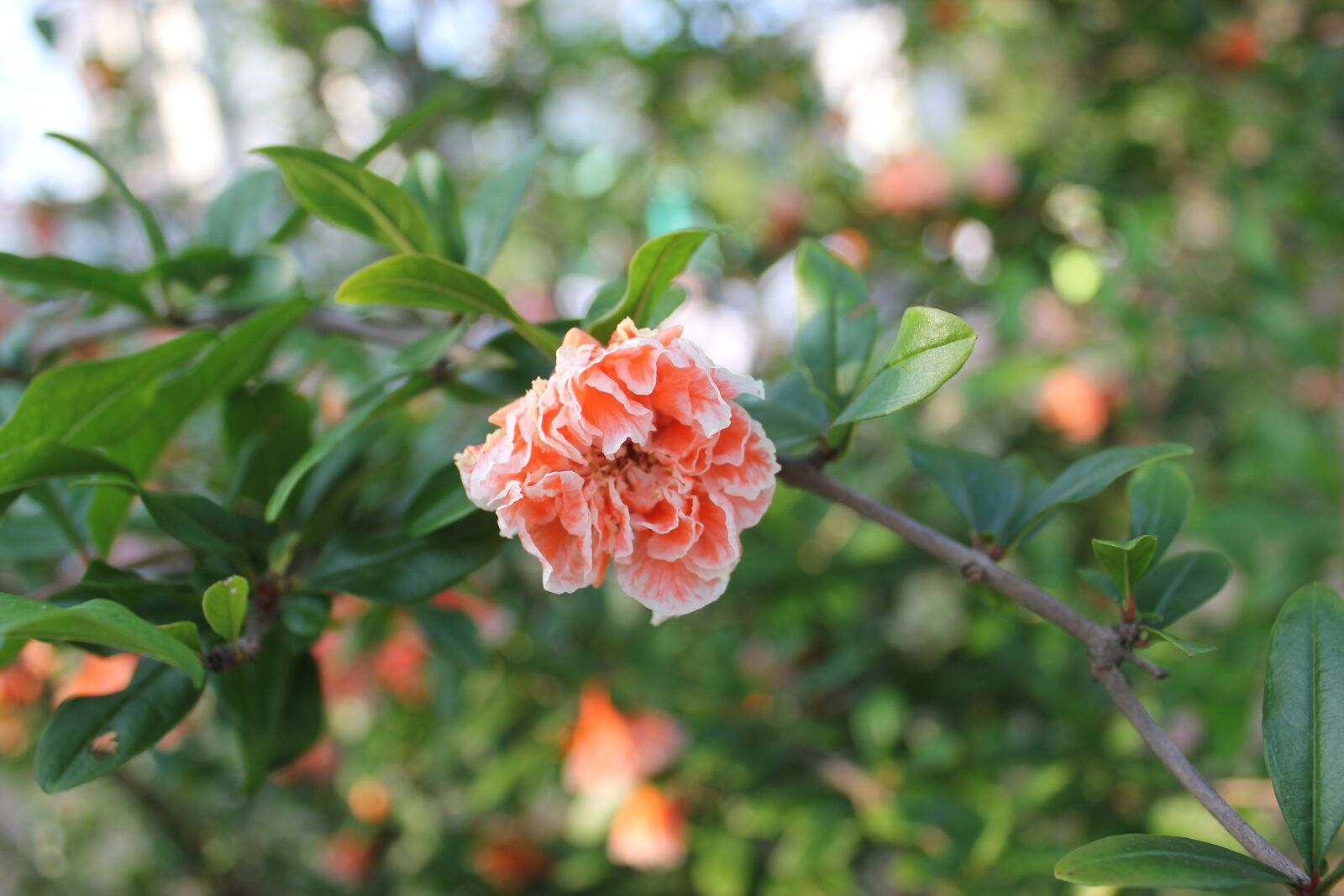 Canon EOS 550D (EOS Rebel T2i / EOS Kiss X4) sample photo. Red flowers, green leaf photography