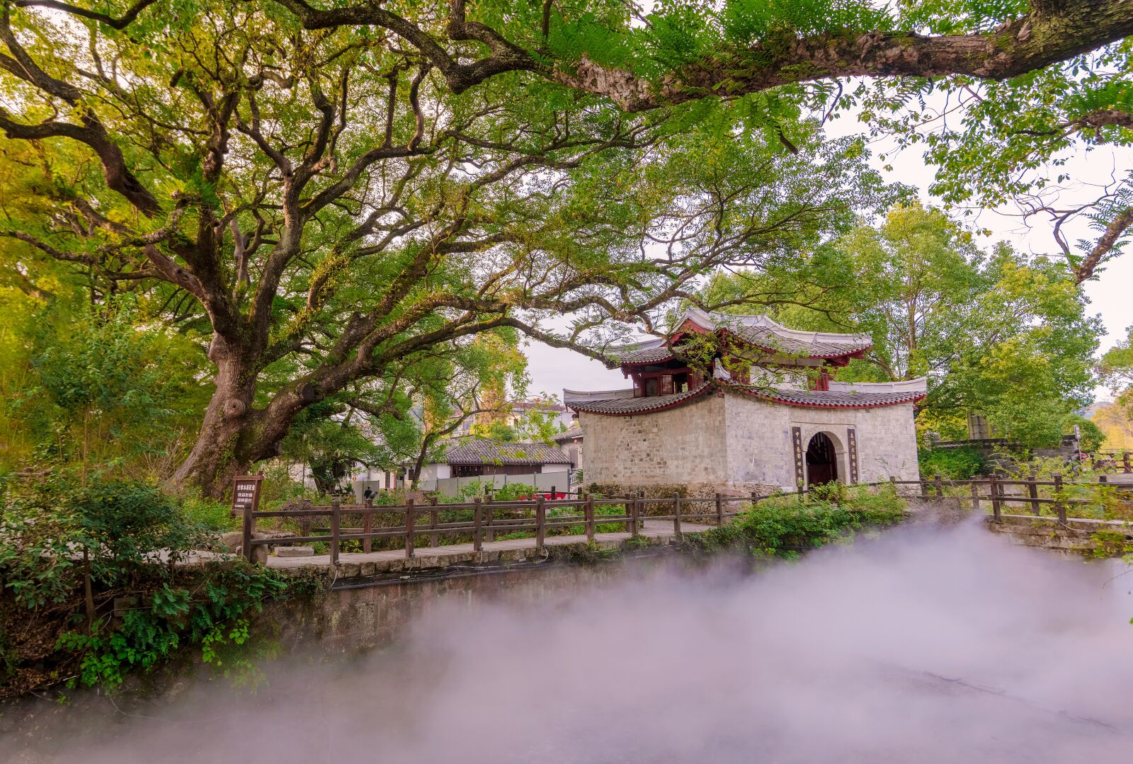 Nikon D850 sample photo. Tree, bridge, nature photography