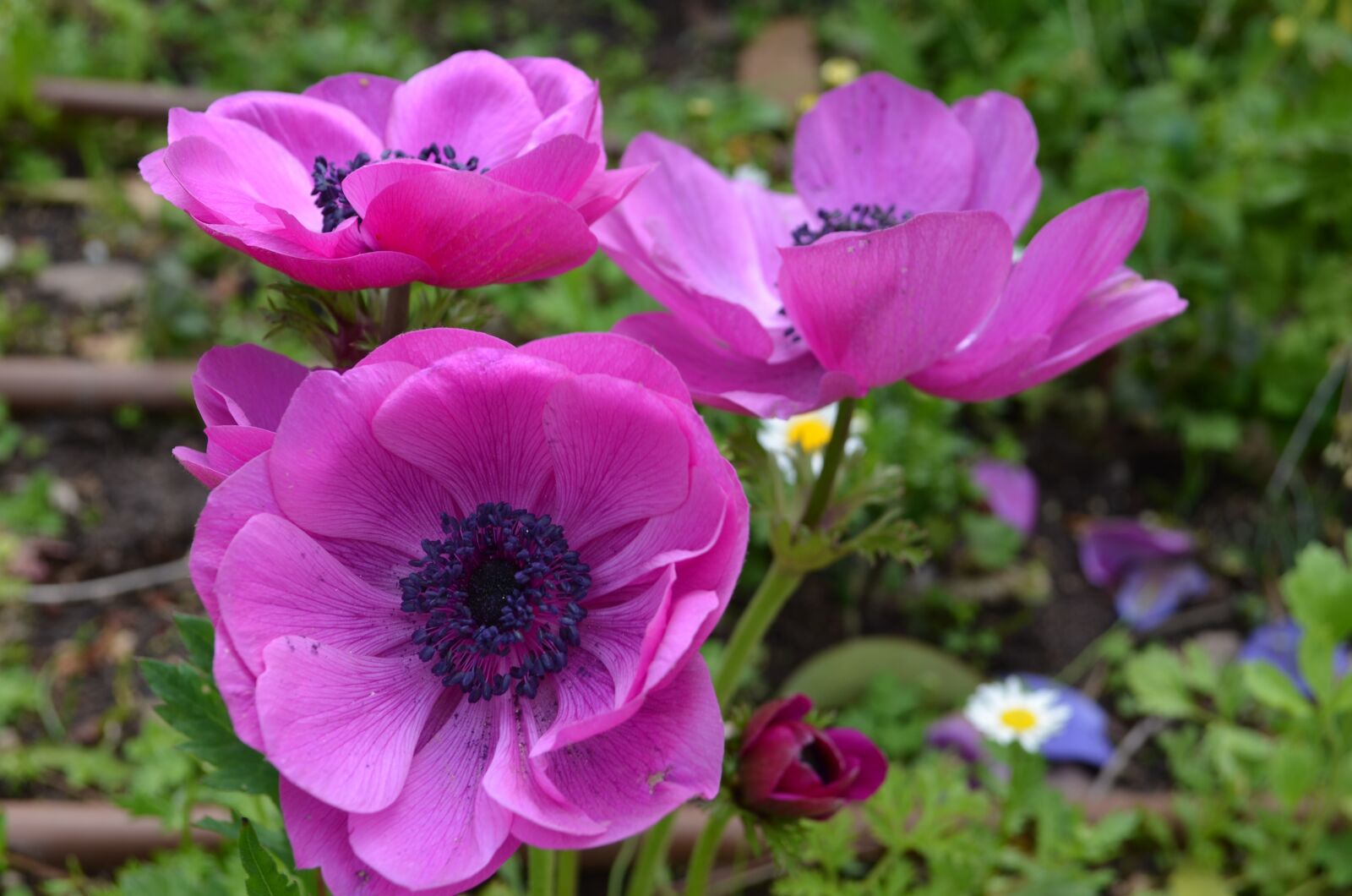 Nikon D5100 sample photo. Purple, flowers, israel photography