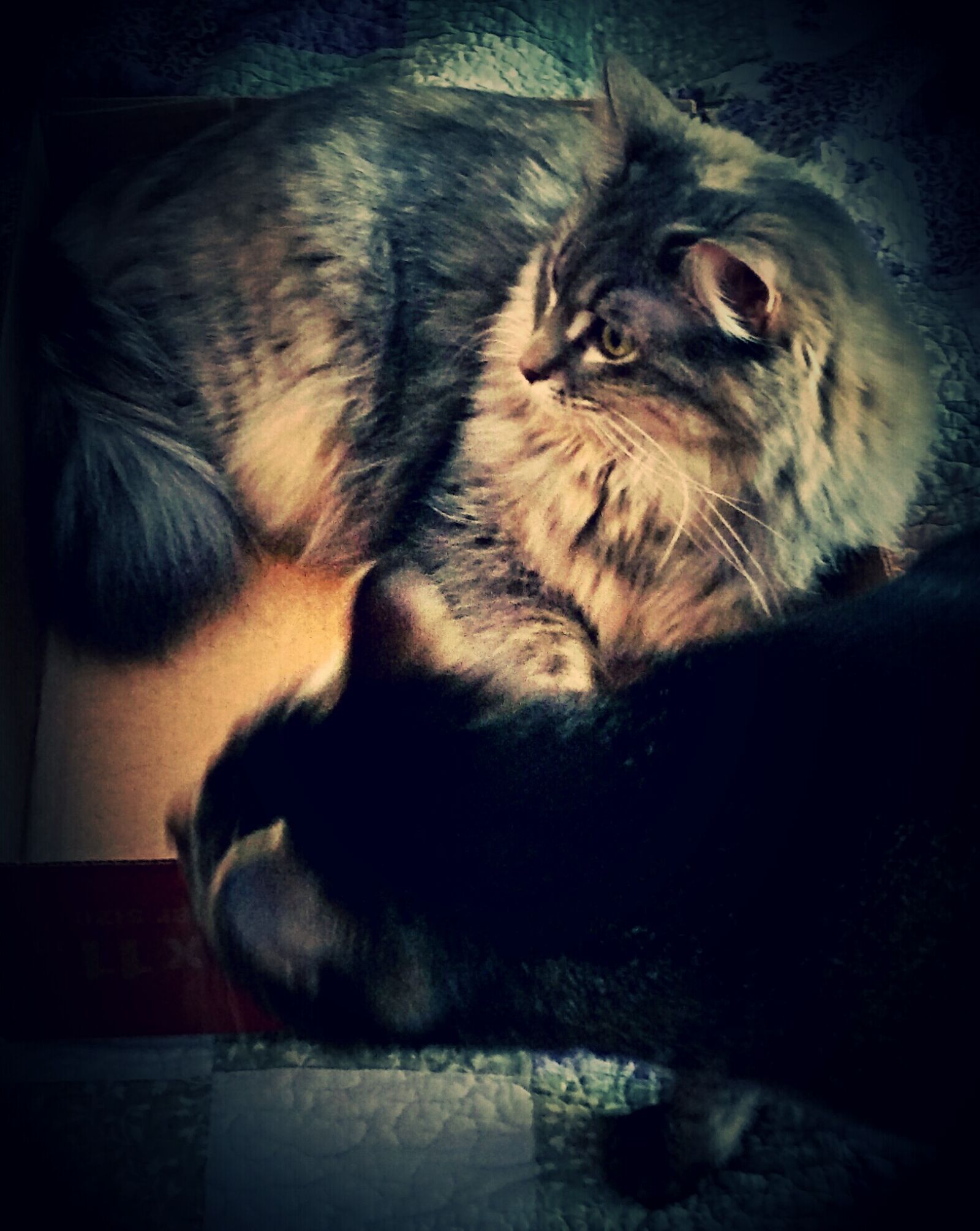 Samsung Galaxy S5 sample photo. My, kittens, i, would photography