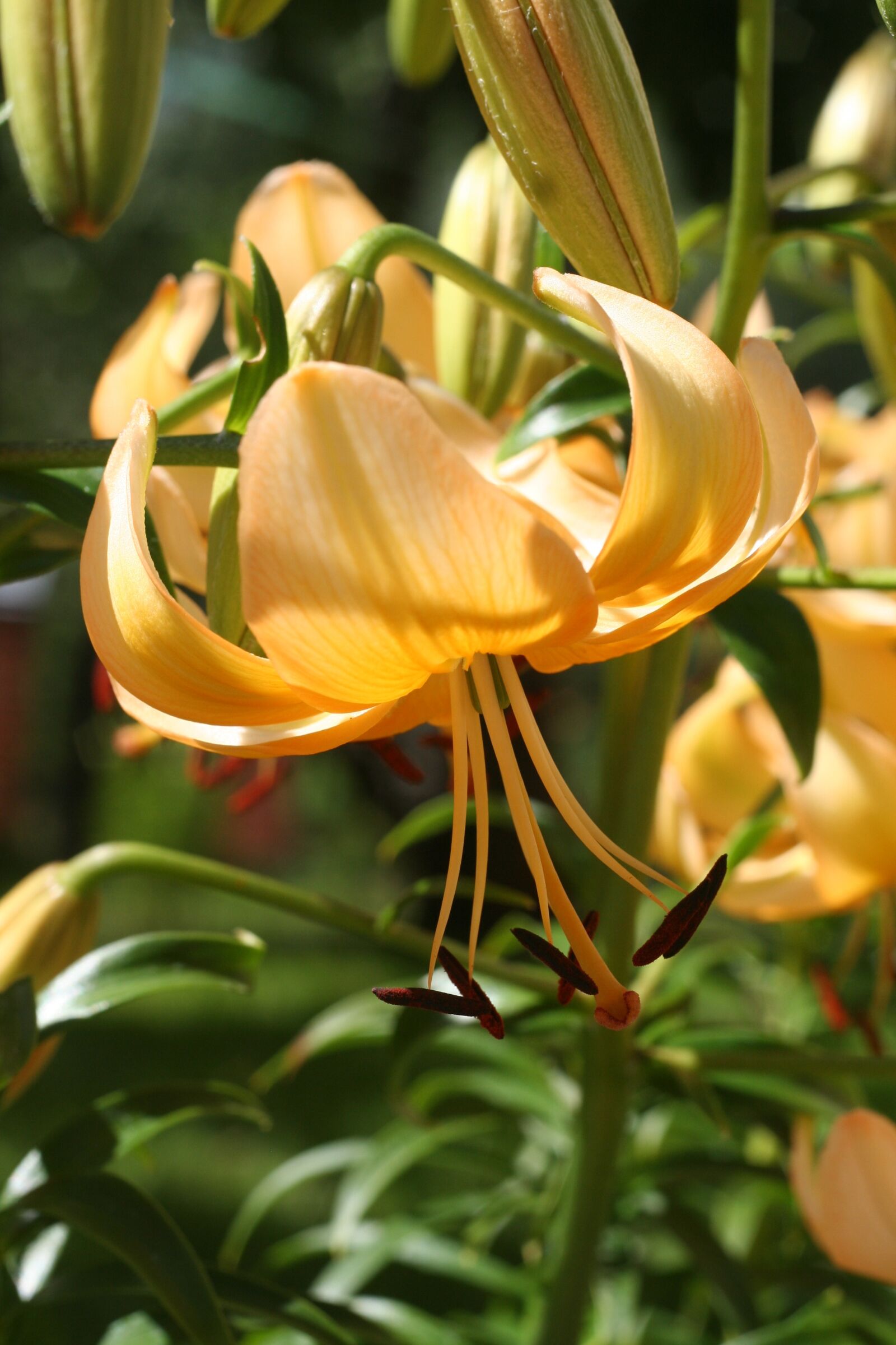 Canon EOS 350D (EOS Digital Rebel XT / EOS Kiss Digital N) sample photo. Flowers, lily, flower photography