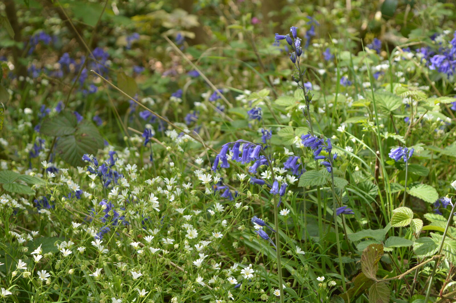 Nikon D3200 sample photo