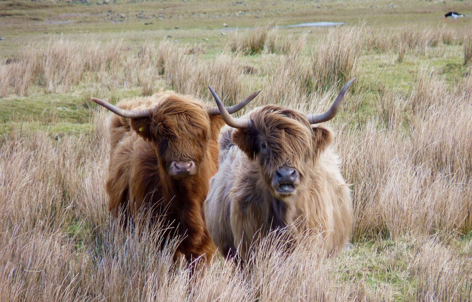 Panasonic Lumix DMC-FZ35 (Lumix DMC-FZ38) sample photo. Highland beef, scotland, beef photography