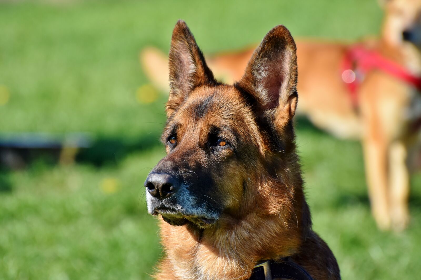 Nikon D7200 sample photo. Sch fer dog, guard photography