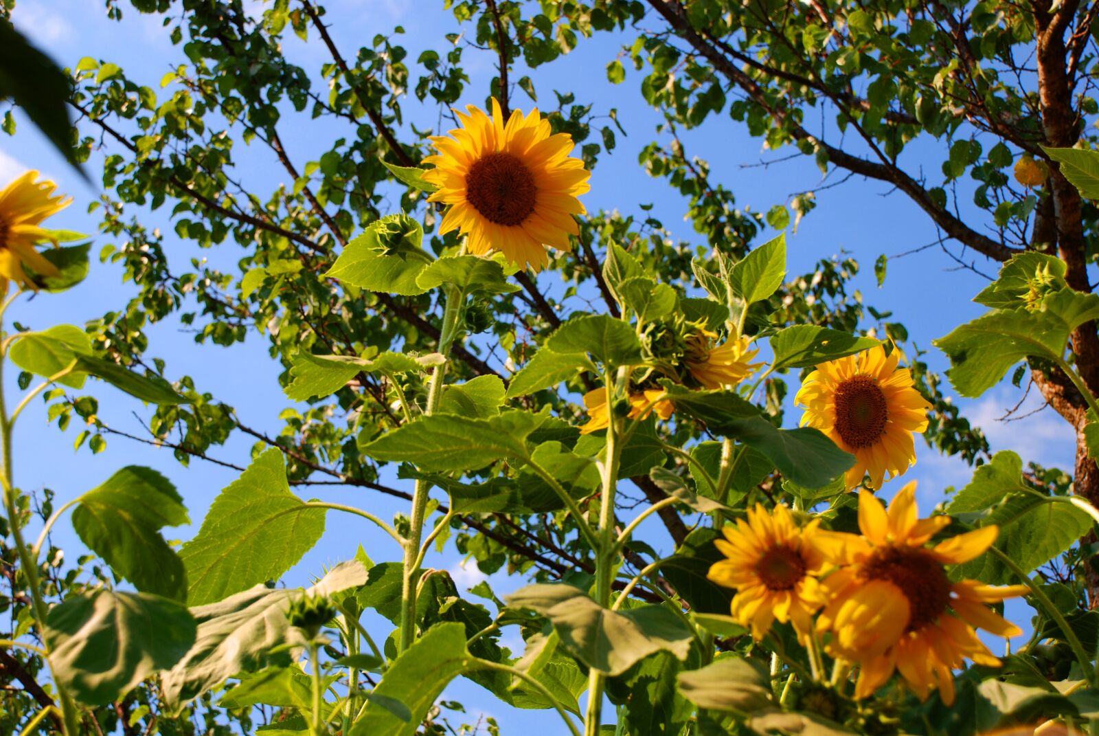 Nikon D80 sample photo. Sunflowers, yellow flowers, sunny photography