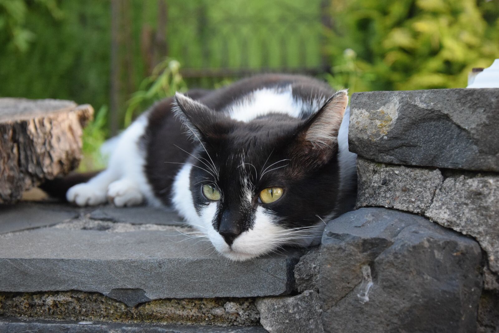 Nikon D5300 sample photo. Cat, hangover watched, black photography