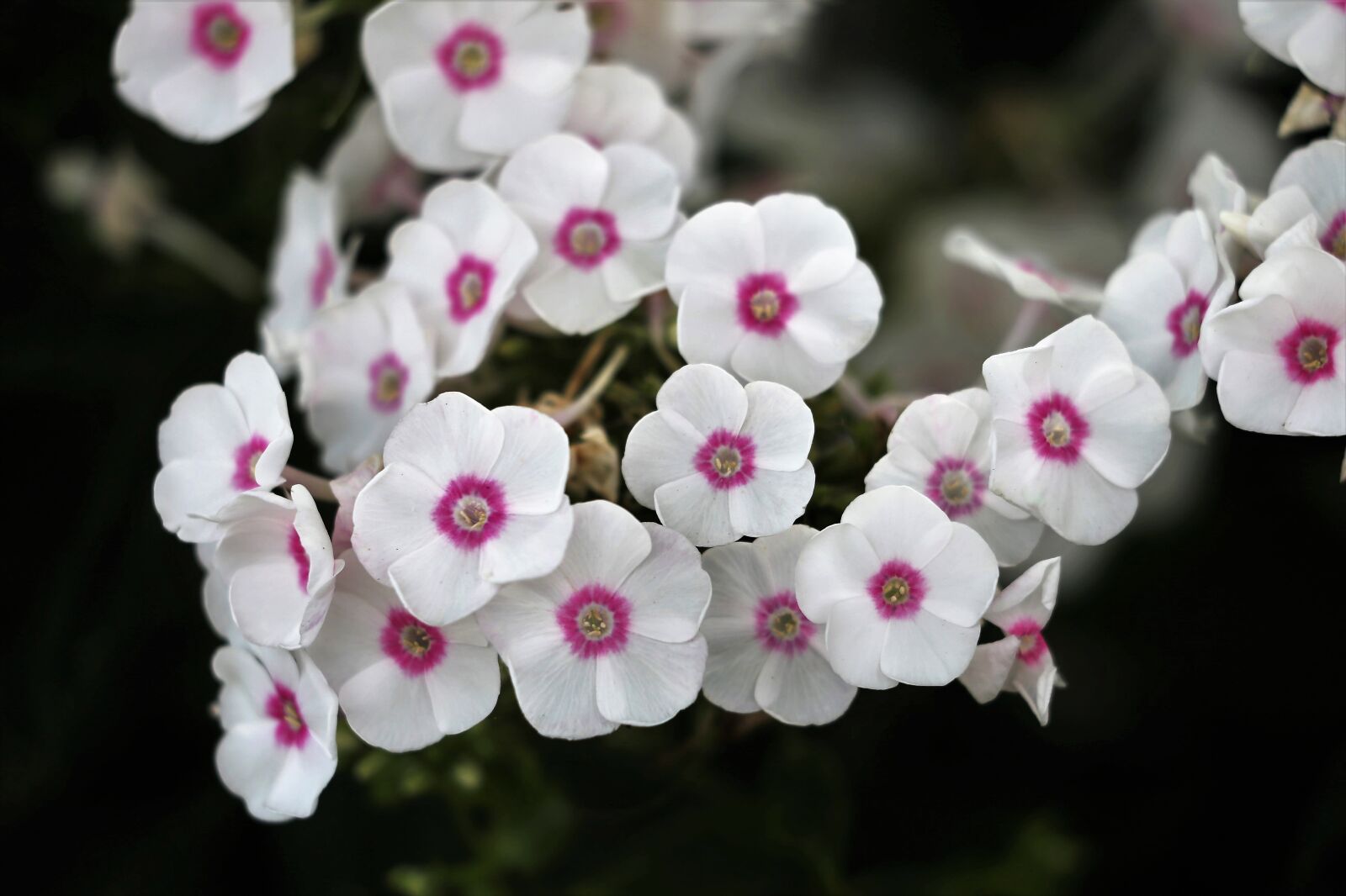 Canon EOS 6D + Canon EF 70-300 F4-5.6 IS II USM sample photo. Phlox, white and pink photography