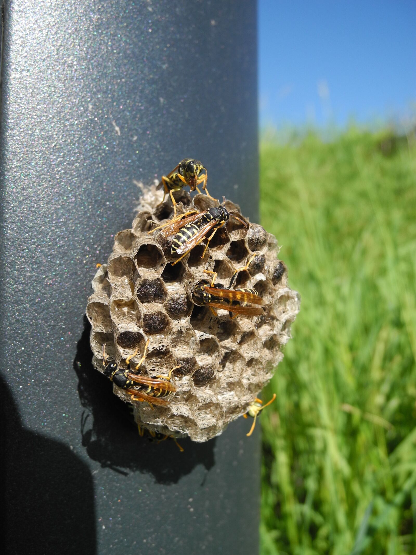 Nikon Coolpix P7000 sample photo. Wasps, nest, alveoli photography