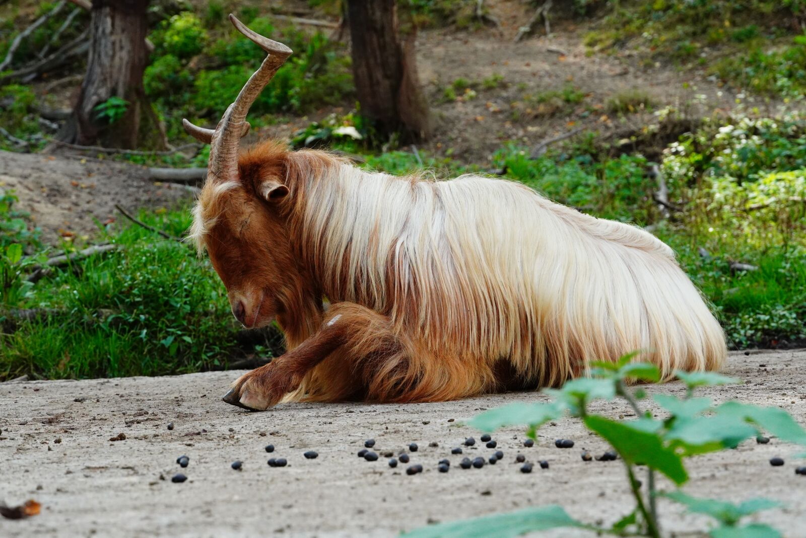 Sony a6400 sample photo. Goat, horns, fur photography