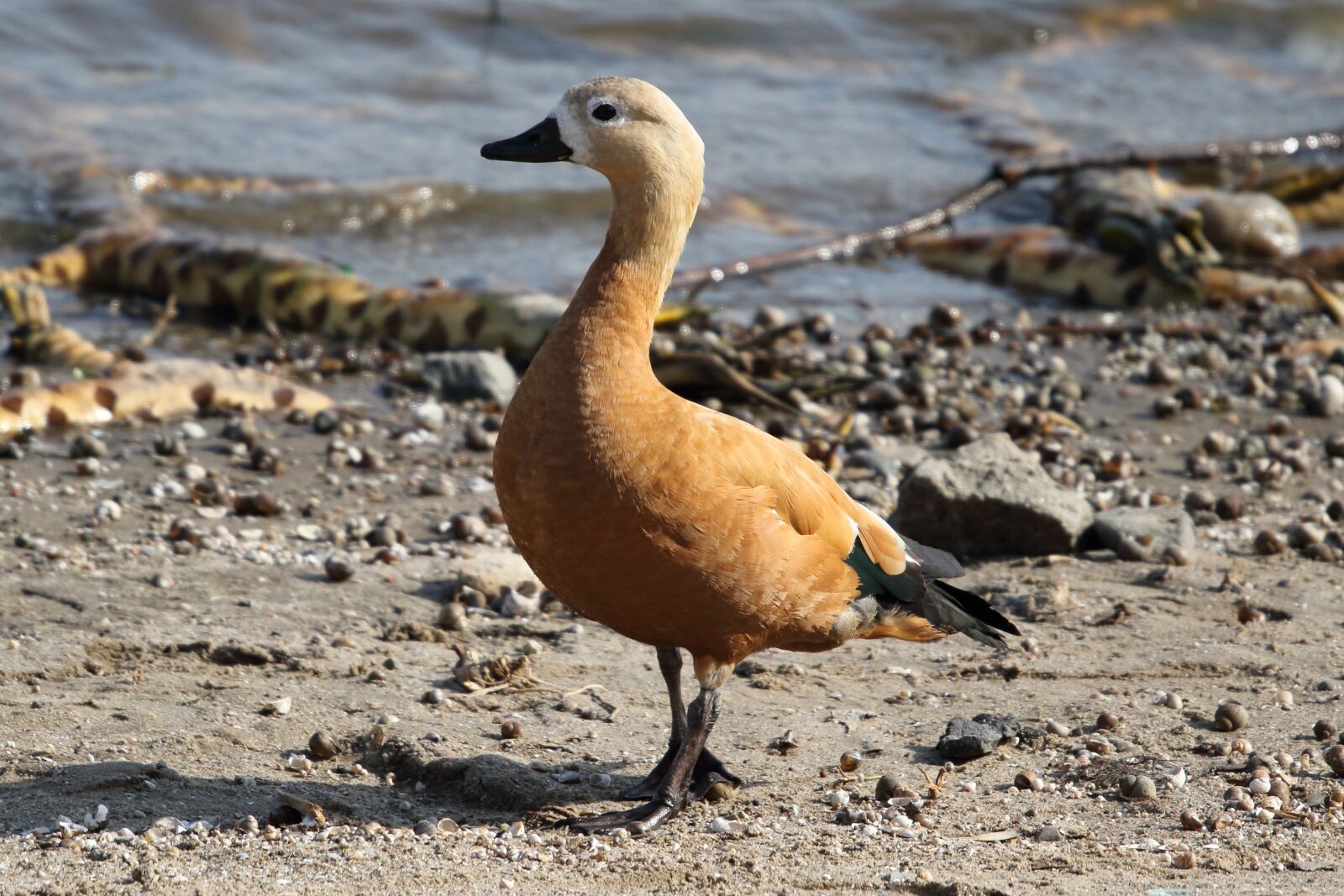 Sigma 100-400mm F5-6.3 DG OS HSM sample photo. Ogar, duck, bird photography