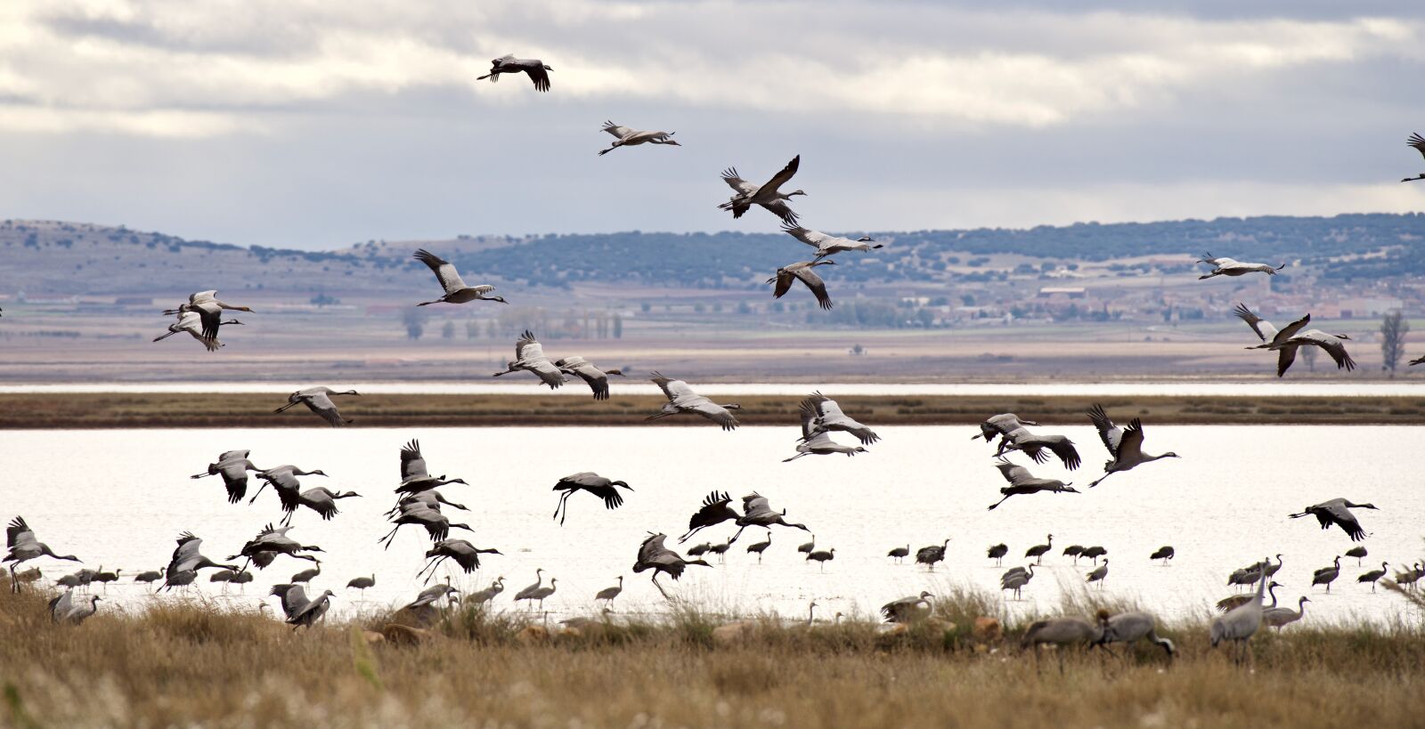 Nikon D810 sample photo. Nature, birds, laguna photography