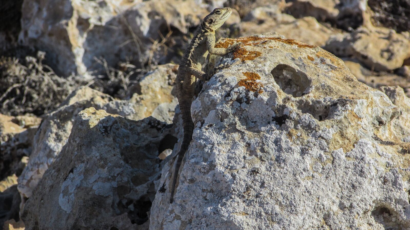 Canon PowerShot SX400 IS sample photo. Cyprus, lizard, kurkutas photography