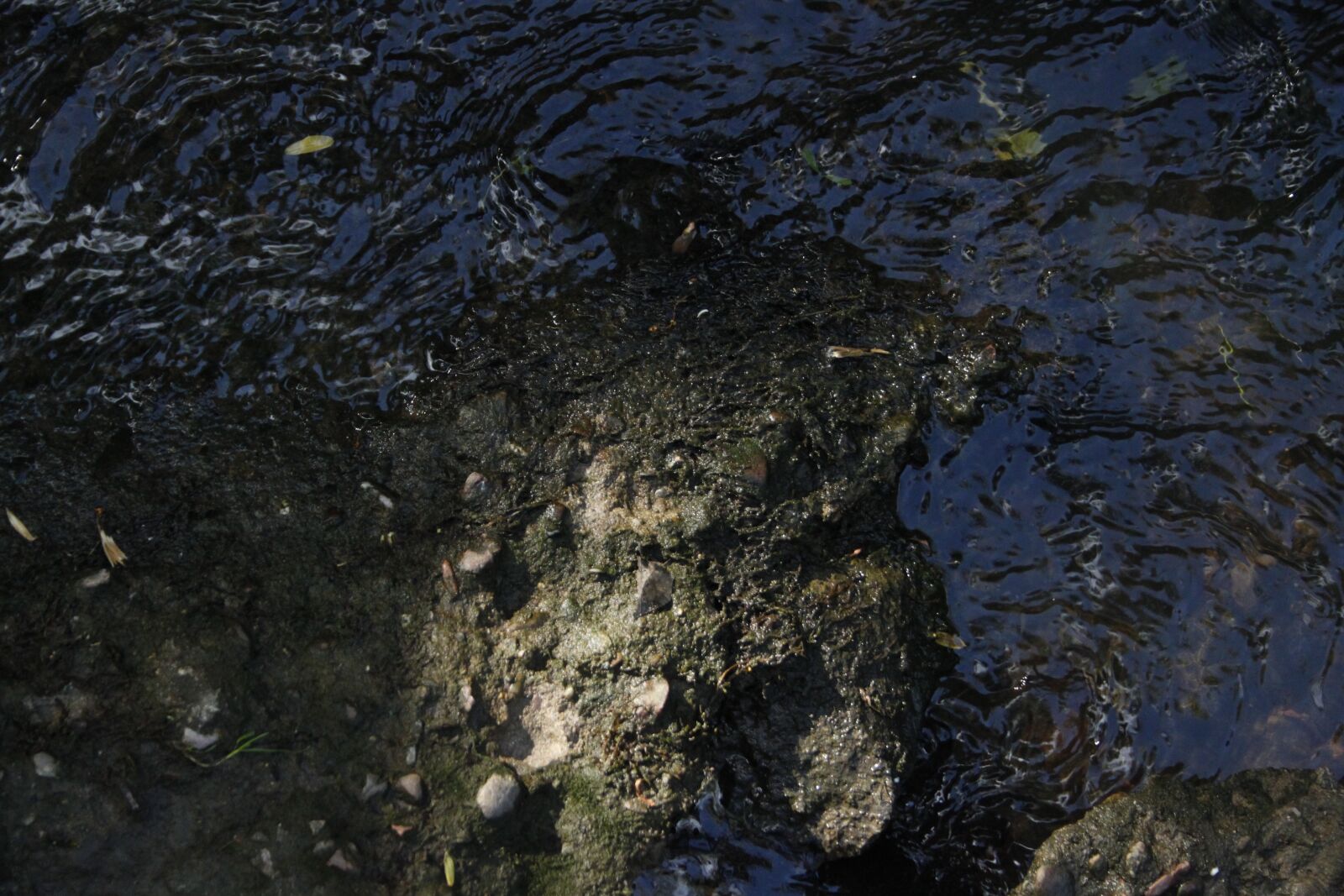 Canon EOS 500D (EOS Rebel T1i / EOS Kiss X3) sample photo. Rock, water, stream photography