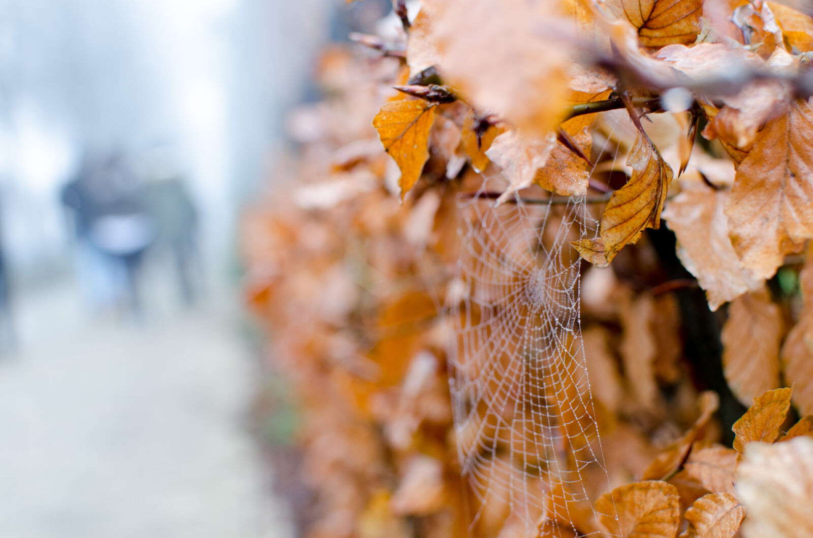 Nikon D7000 + Nikon AF-S DX Nikkor 35mm F1.8G sample photo. Fall, autum, spiderweb, bokeh photography
