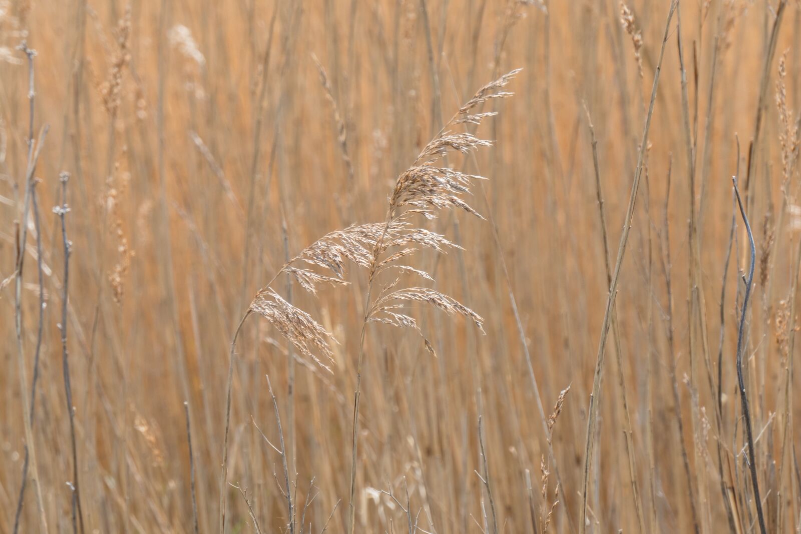 Panasonic DC-TZ200 sample photo. Grass, summer, nature photography