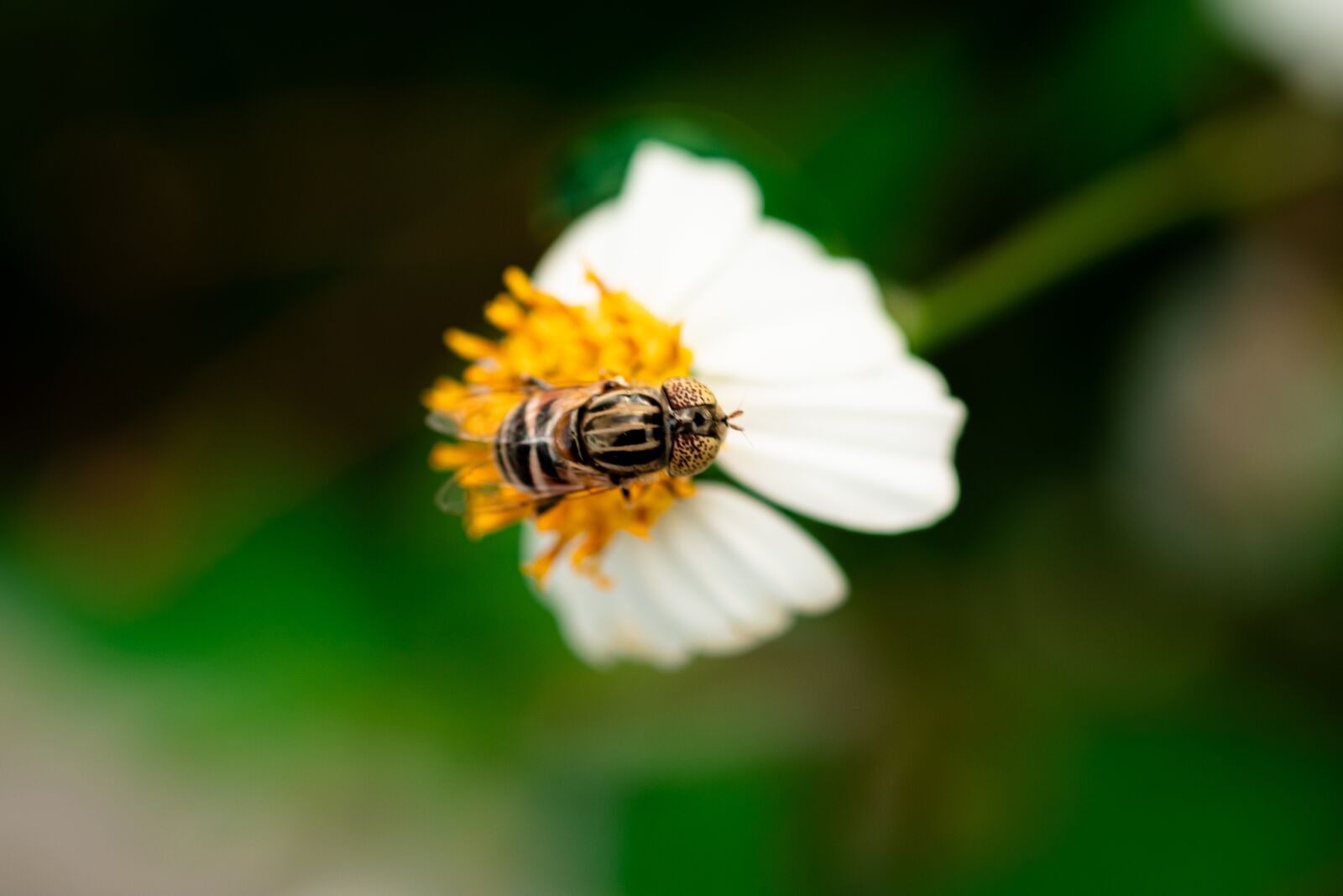 Fujifilm X-Pro2 sample photo. Flower, bees, bee photography