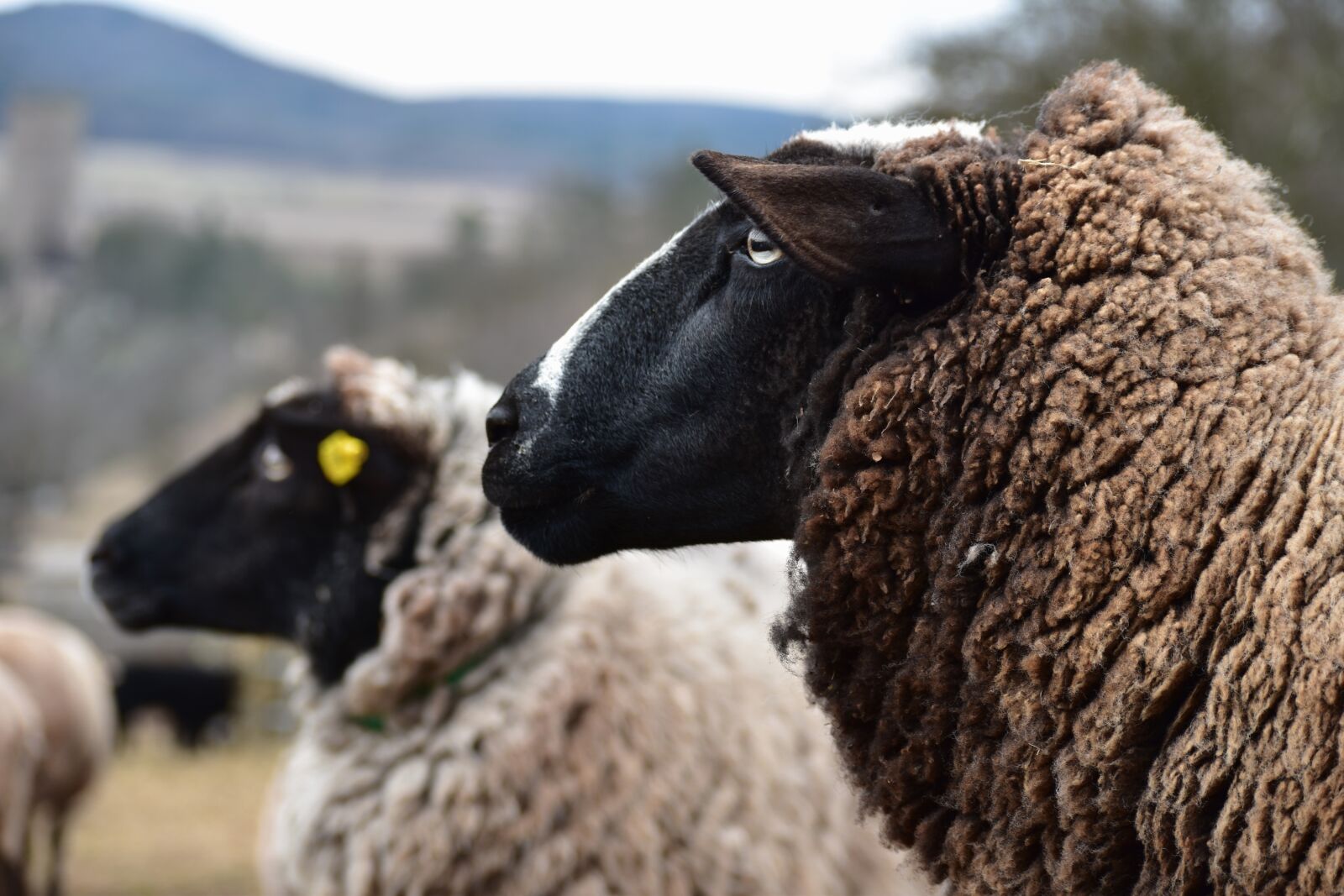 Nikon D5500 sample photo. Sheep, wave, pasture photography