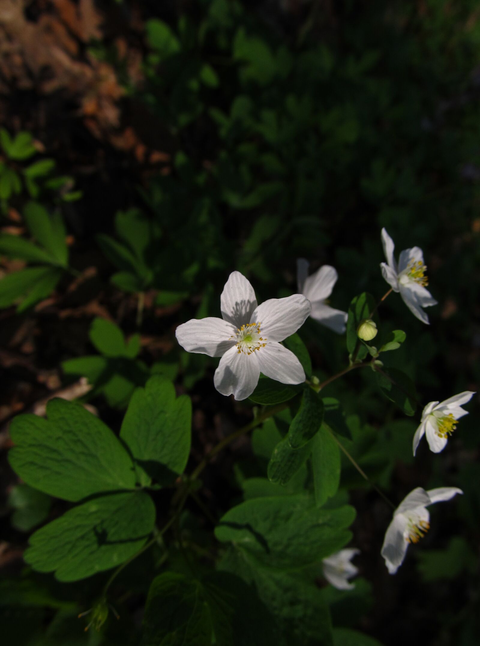 Canon PowerShot SX130 IS sample photo. Veternik ltu kolist photography