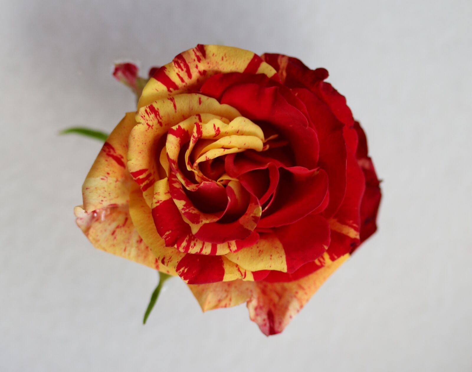 Canon EF-S 60mm F2.8 Macro USM sample photo. Rose, red, yellow photography