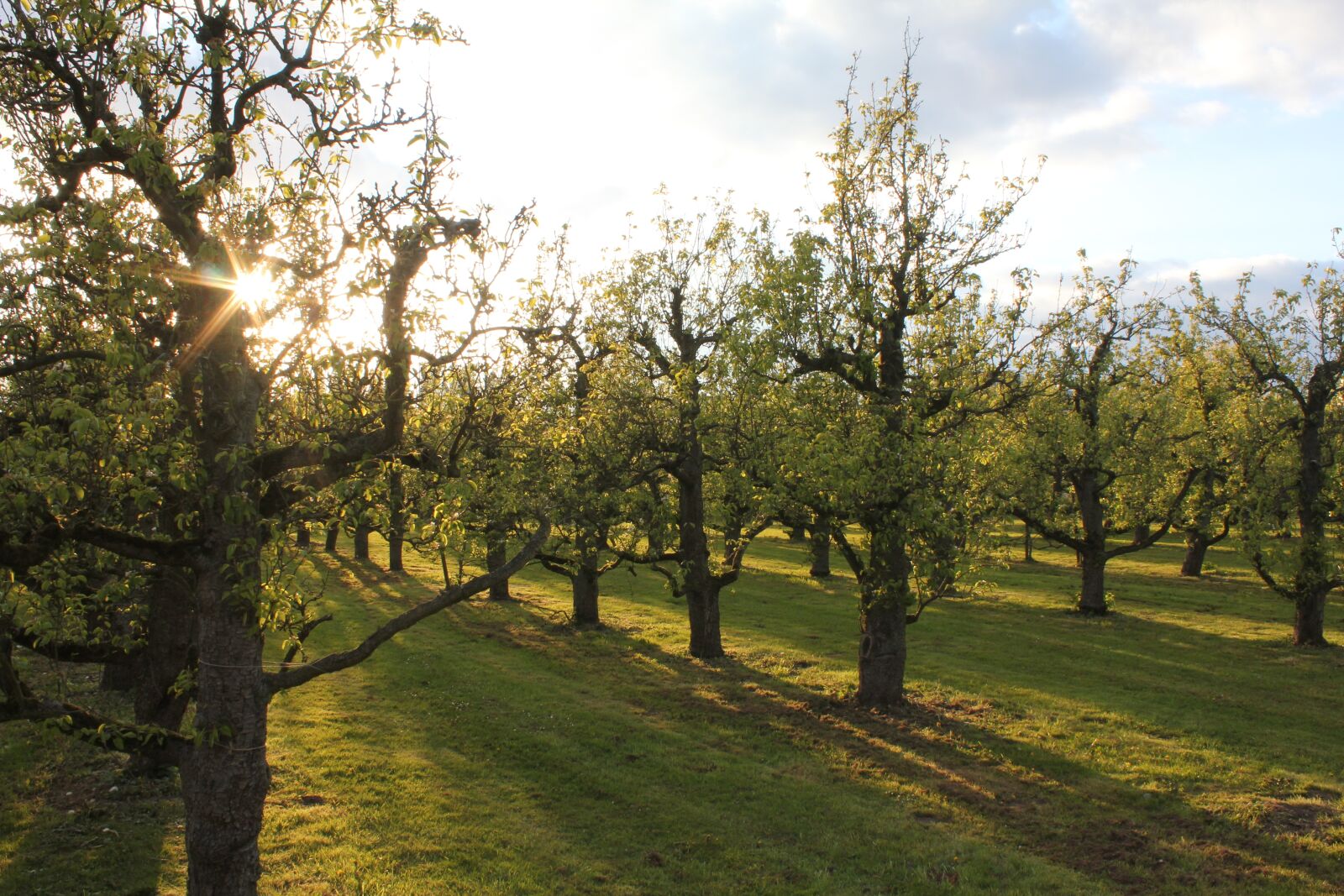 Canon EOS 550D (EOS Rebel T2i / EOS Kiss X4) sample photo. Orchard, sun, shadow photography