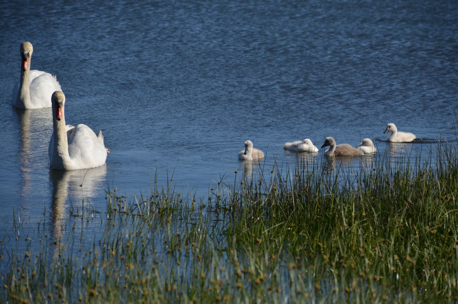 Nikon D5100 sample photo. Swans, chicks, sea photography