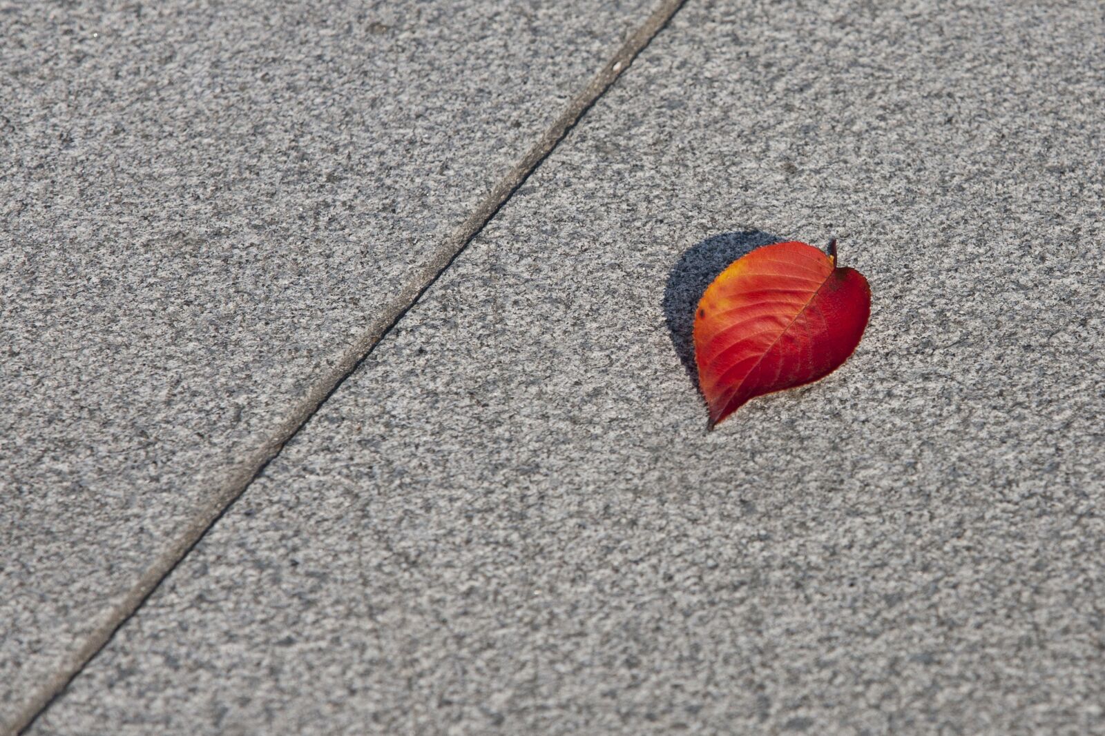 Canon EOS 5D sample photo. Autumn leaves, autumn, red photography