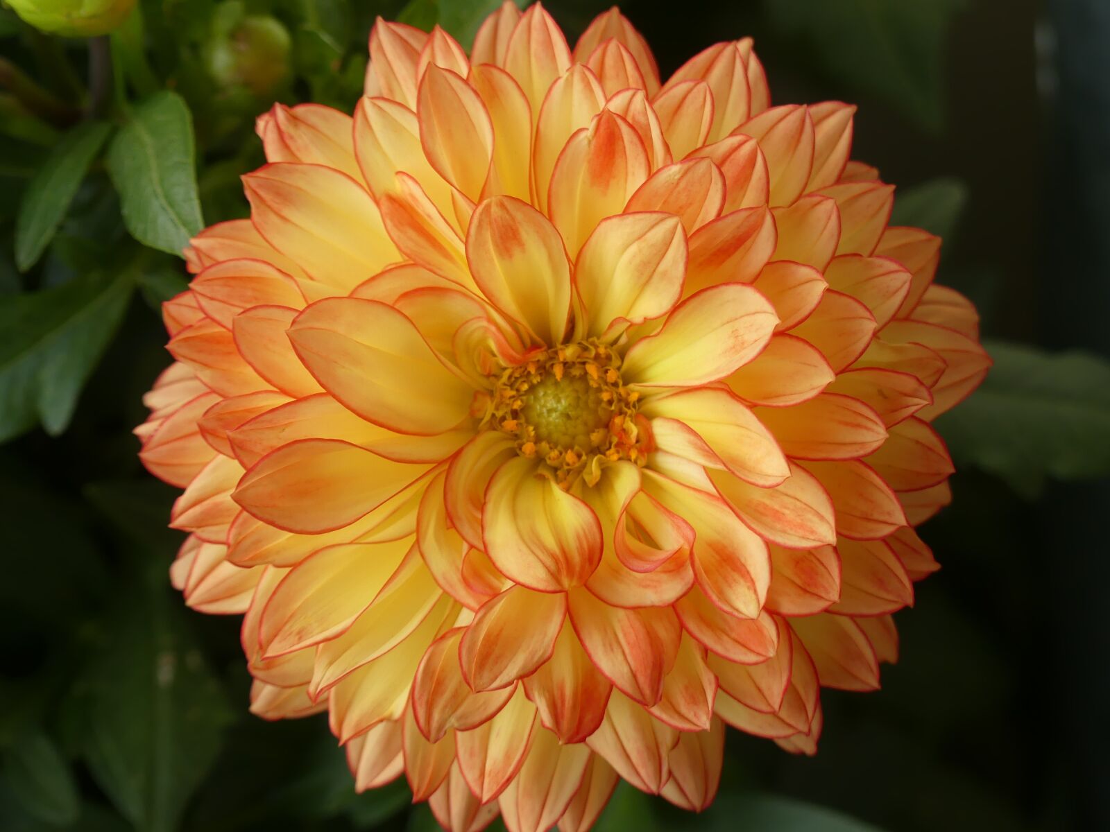Panasonic Lumix DMC-FZ300 sample photo. Flower, summer, blossom photography