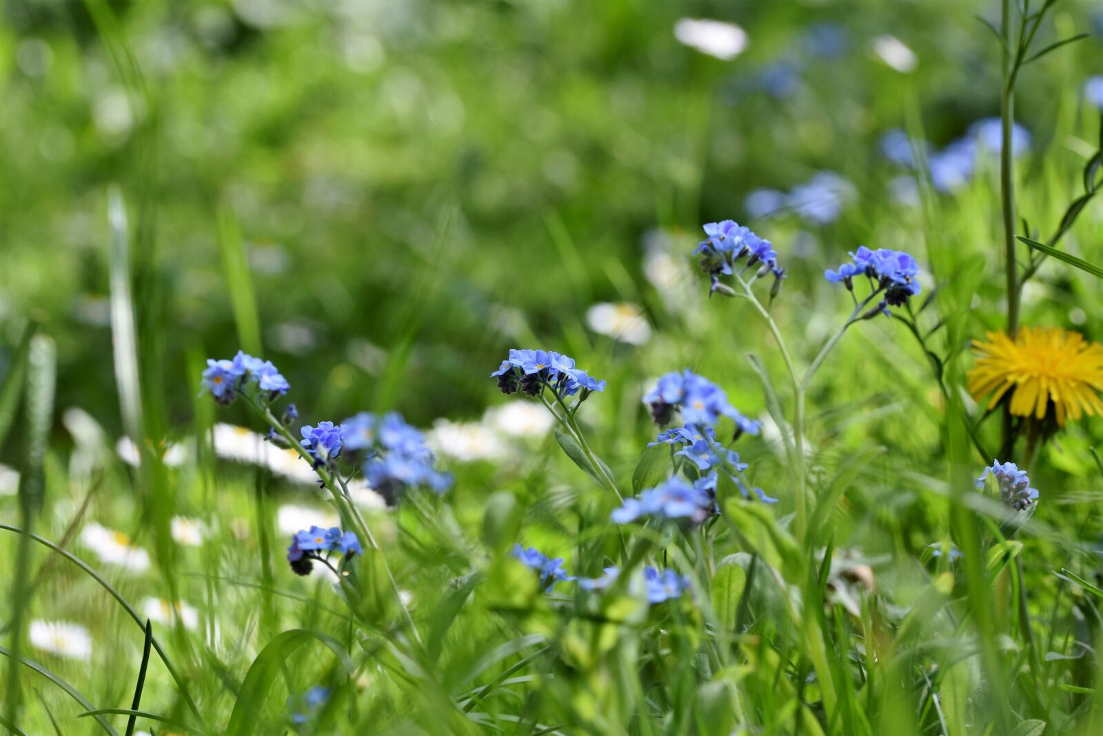 Nikon D7200 sample photo. Flower meadow, flower, blossom photography