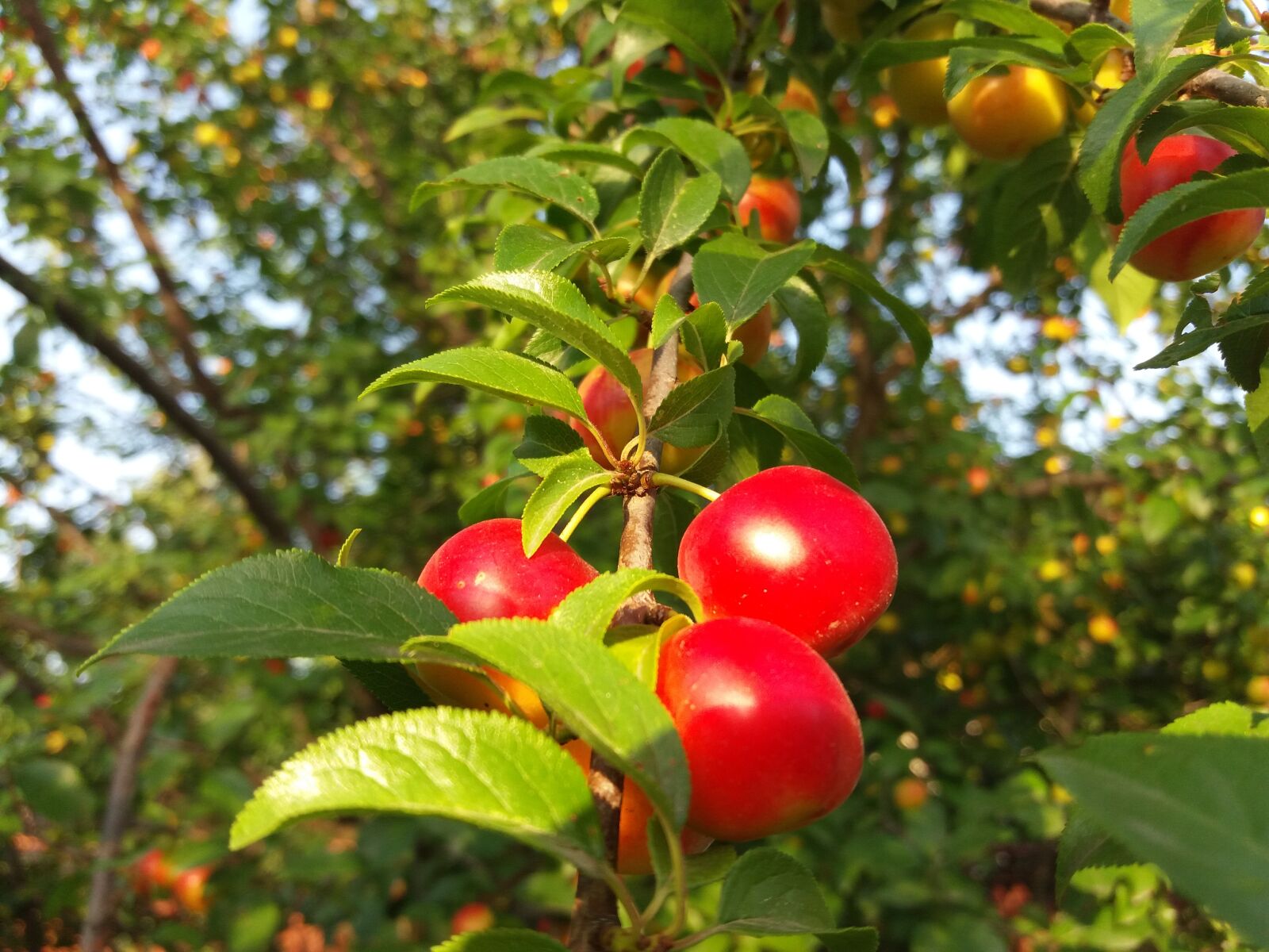 Samsung Galaxy J5(2016) sample photo. Fruit, nature, spring photography