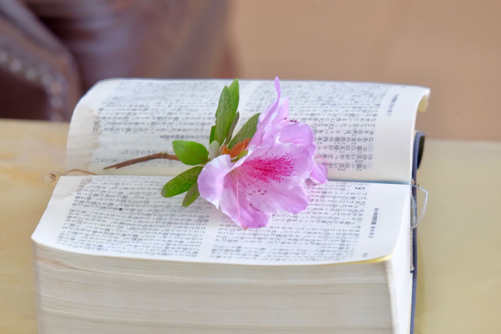 Fujifilm XF 55-200mm F3.5-4.8 R LM OIS sample photo. Flower, book, bible photography