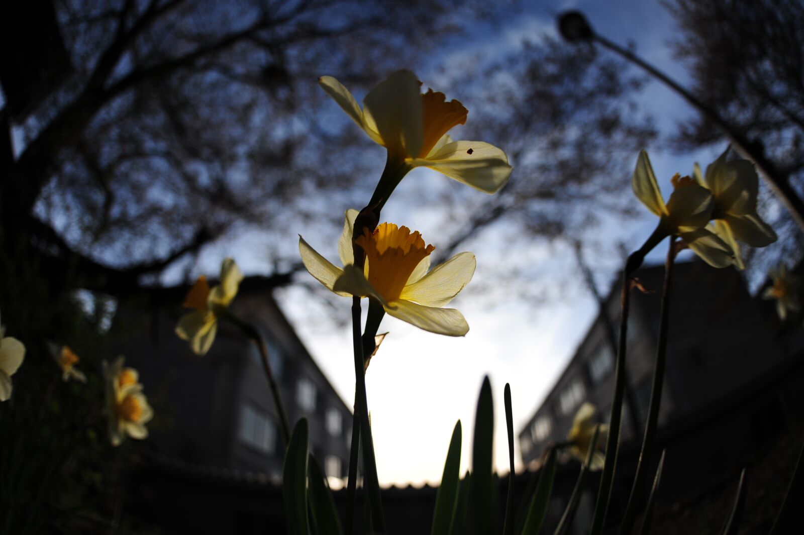 Nikon D700 sample photo. Narcissus, evening, blue photography