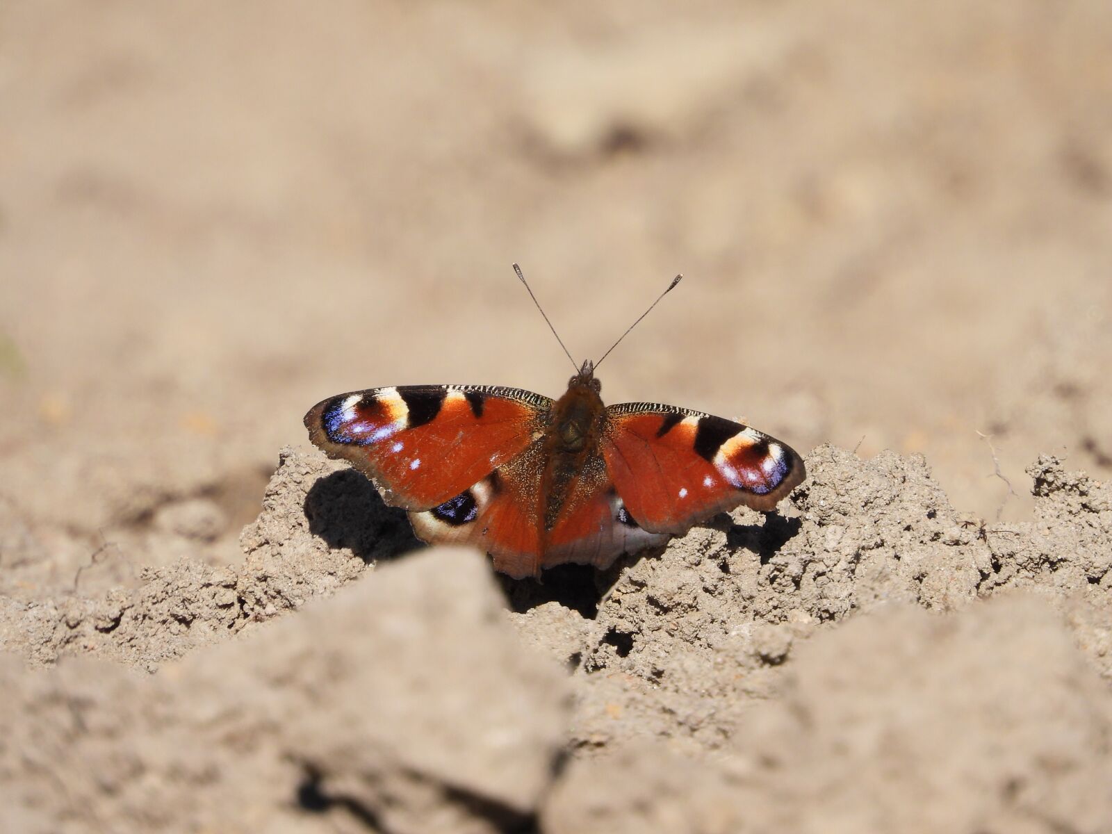 Nikon Coolpix P1000 sample photo. Butterfly, colored, insect photography