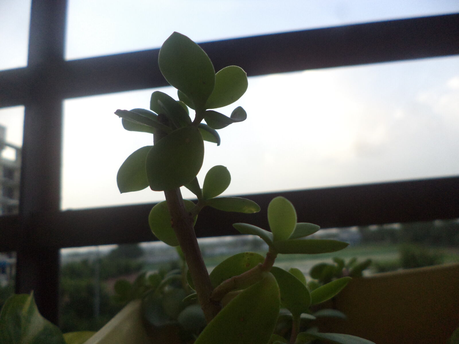 Sony DSC-S5000 sample photo