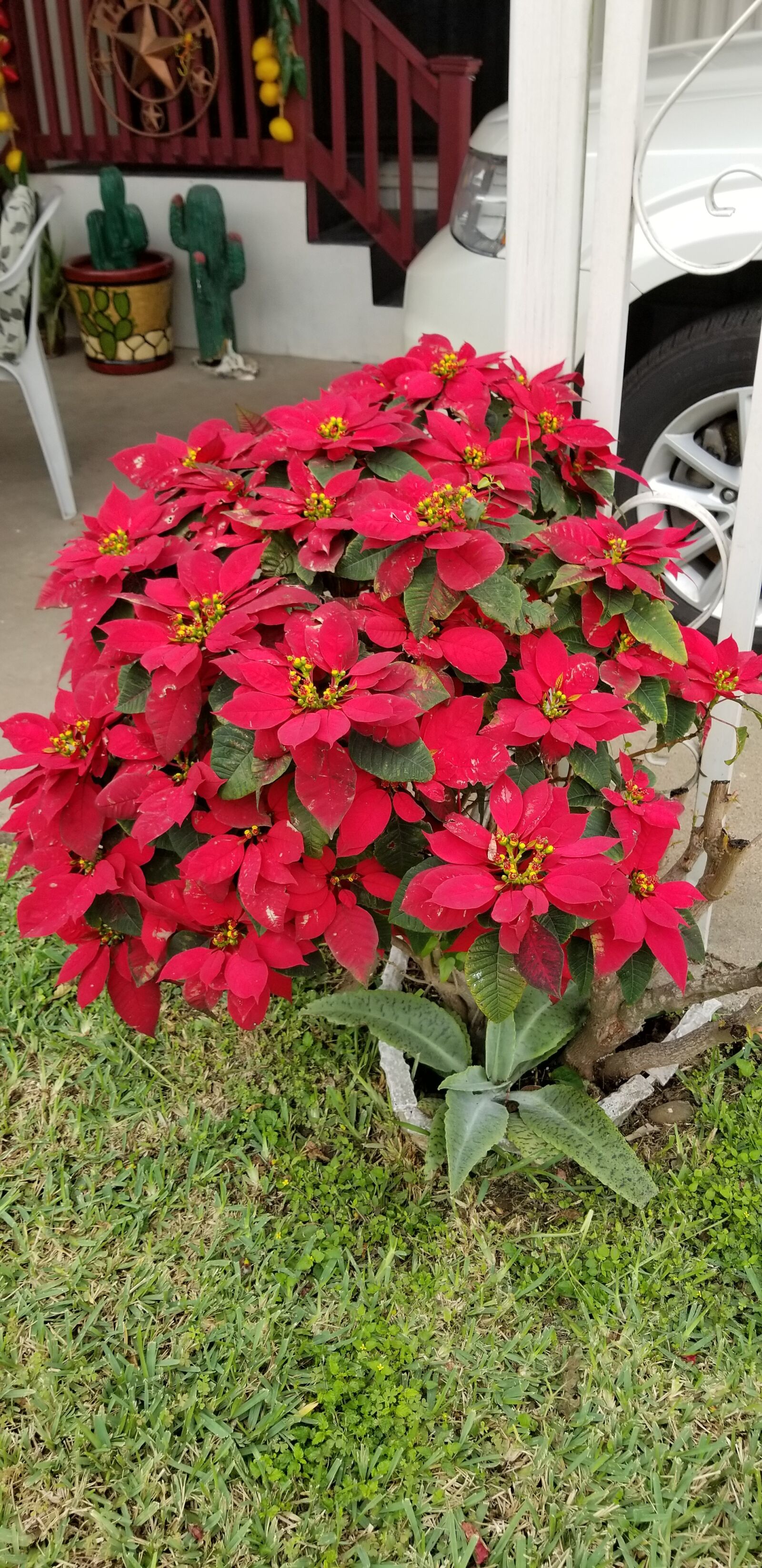 Samsung Galaxy S8 sample photo. Poinsettia, christmas plant, red photography