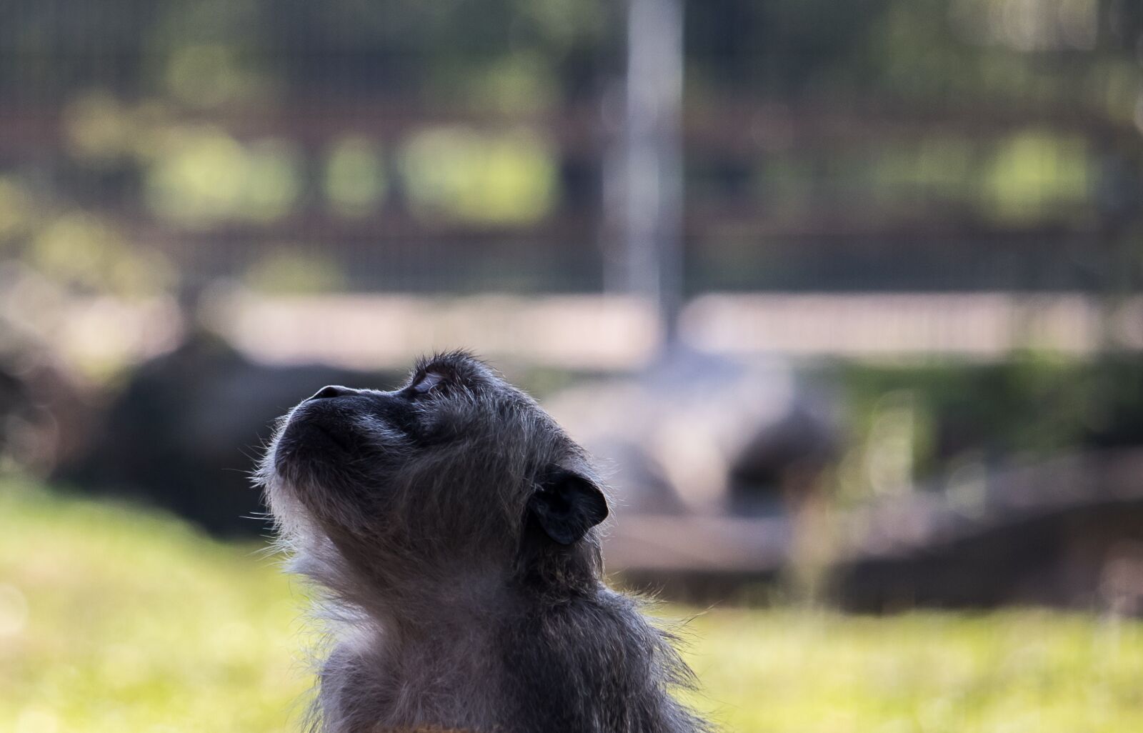 Canon EF-S 55-250mm F4-5.6 IS STM sample photo. Monkey, primate, mammal photography