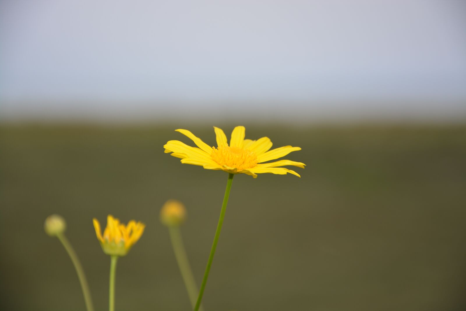 Nikon D5200 sample photo. Yellow flower, marguerite, petals photography