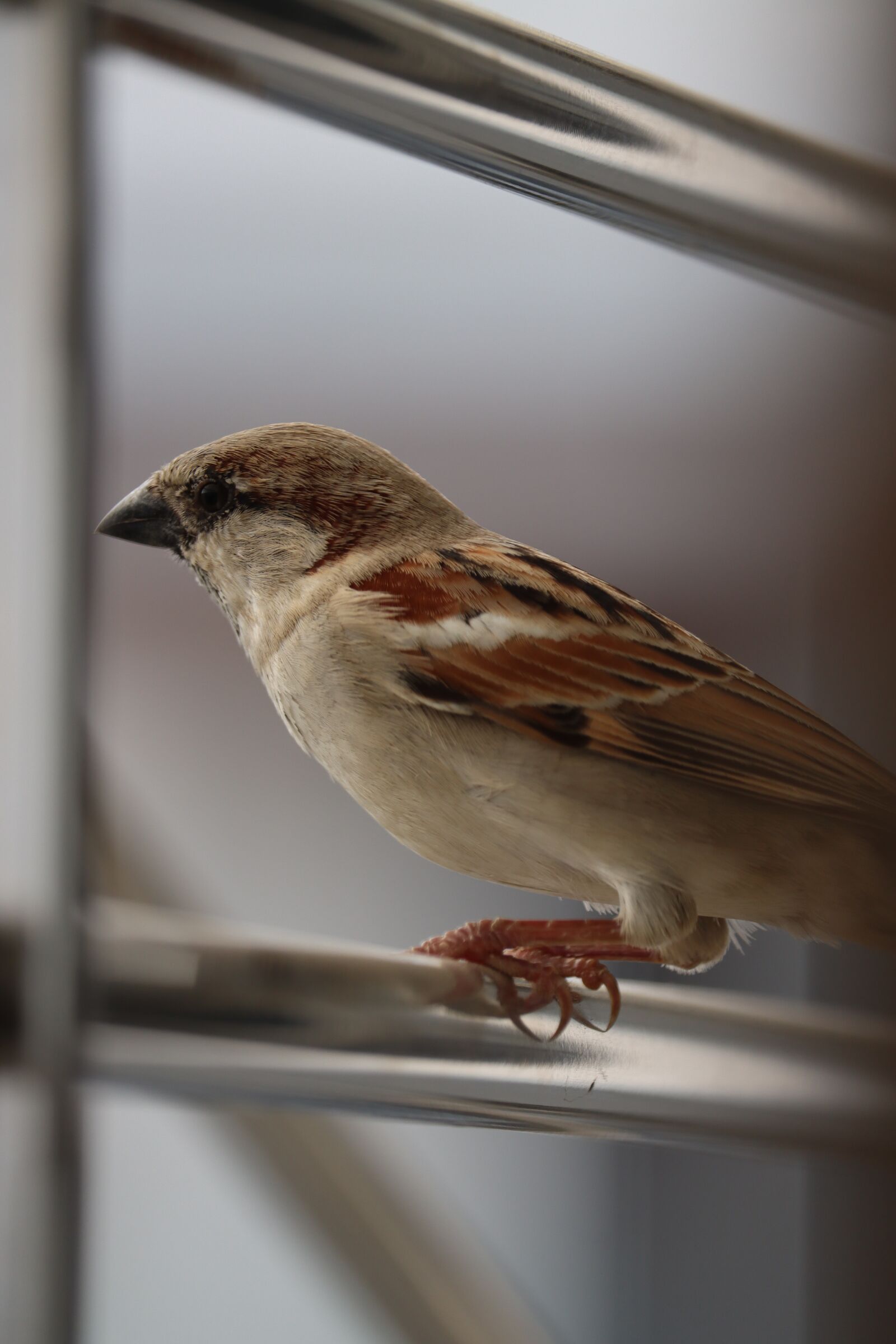 Canon EF-S 55-250mm F4-5.6 IS STM sample photo. Sparrow, bird, nature photography