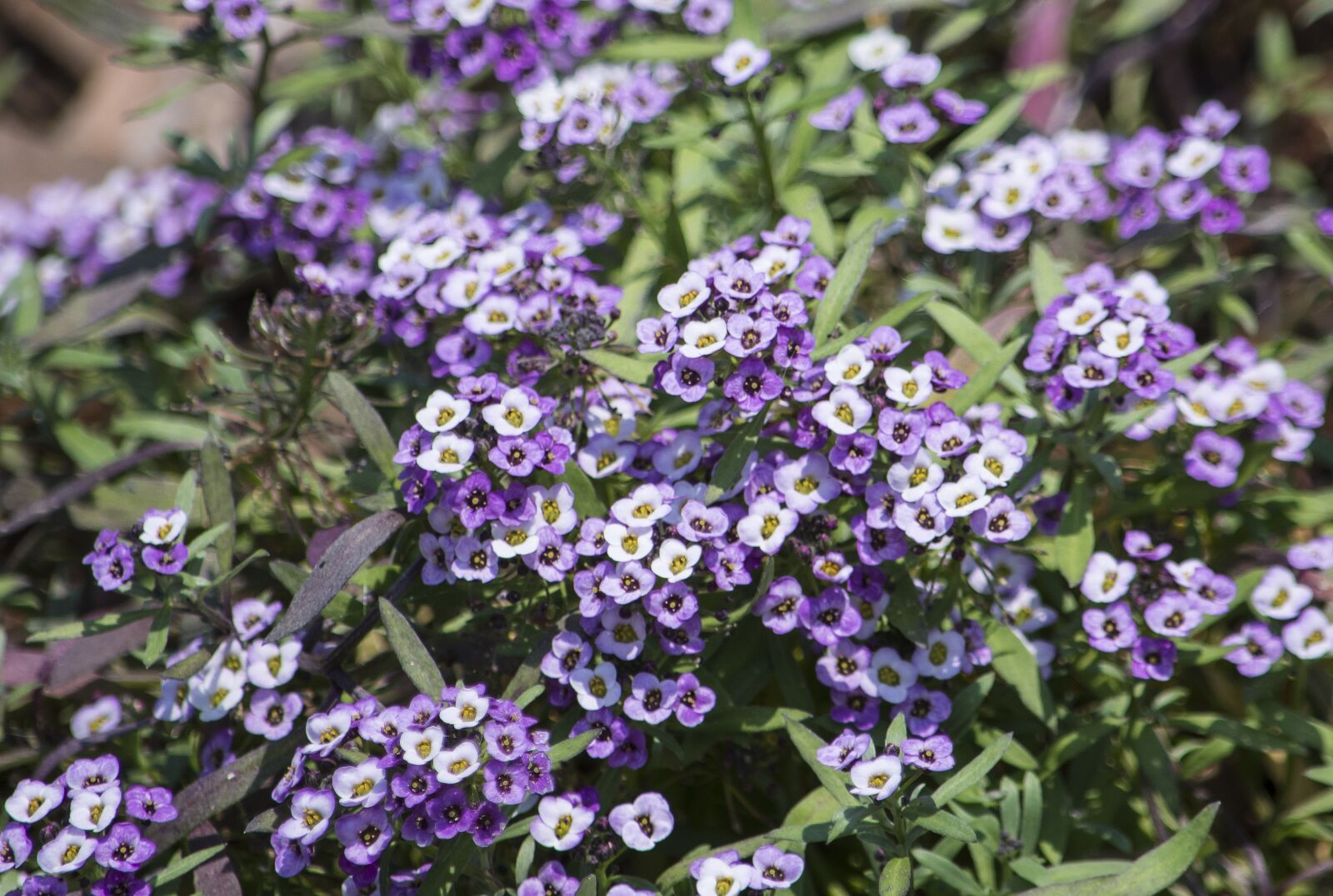 Nikon D7200 sample photo. Flowers, plant, spring photography